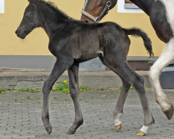 Springpferd WhyNot Cuba Libre (Deutsches Reitpony, 2015, von Soel'rings Cadeau Noir)