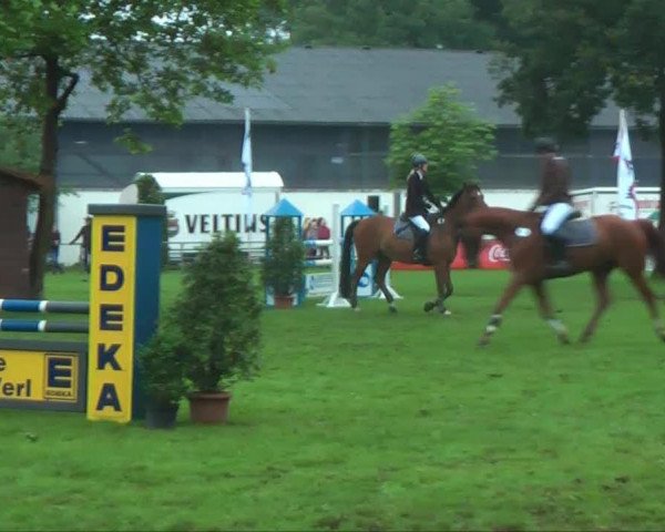 jumper Robin 576 (Hessian Warmblood, 2000, from Rolls Royce)