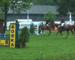 jumper Robin 576 (Hessian Warmblood, 2000, from Rolls Royce)