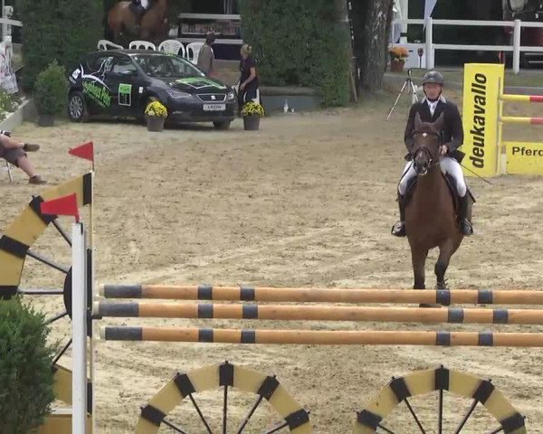 Springpferd Quidam's Cognac S (Hessisches Warmblut, 2005, von Quidam's Rubin) Springpferd Quidam's Cognac S (Hessisches Warmblut, 2005, von Quidam's Rubin)