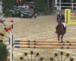 jumper Quidam's Cognac S (Hessian Warmblood, 2005, from Quidam's Rubin)