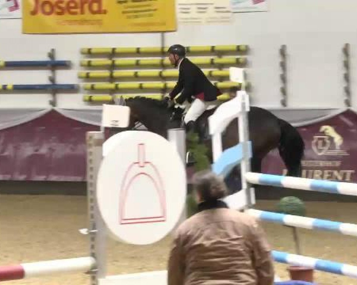 Springpferd Amadeus 753 (Brandenburger, 2002, von Askari)