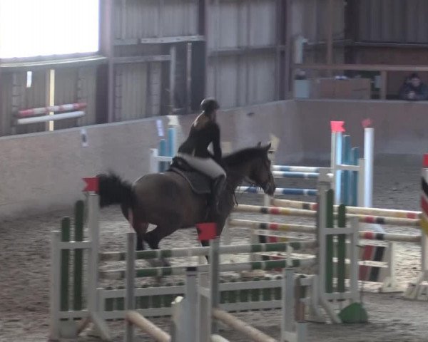 jumper Pikus 8 (German Sport Horse, 2004, from Pilado AA) jumper Pikus 8 (German Sport Horse, 2004, from Pilado AA)