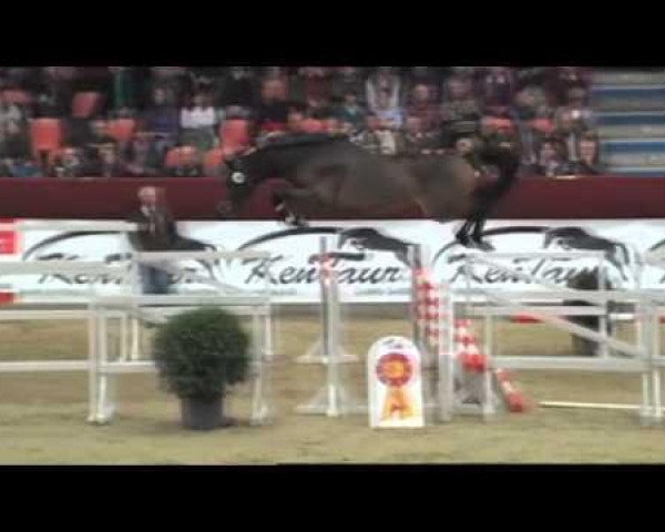 jumper Attempto (German Sport Horse, 2009, from Abke 4)