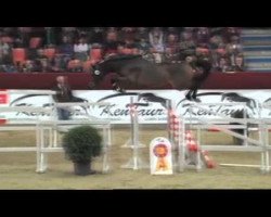 jumper Attempto (German Sport Horse, 2009, from Abke 4)