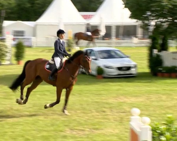 jumper Alonso 42 (German Sport Horse, 2007, from Askari)