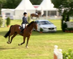 jumper Alonso 42 (German Sport Horse, 2007, from Askari)