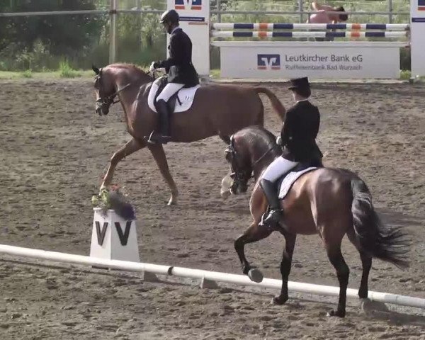 dressage horse Sandokan (German Sport Horse, 2008, from Stallone Quainton)