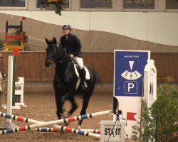 dressage horse Paul (Shetland Pony, 2007, from Pedro v. d. Achterdijk)