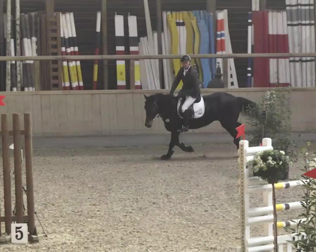 jumper Caldera 16 (Zweibrücken, 2006, from Conner)