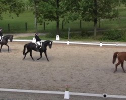 dressage horse San Marino W (Zweibrücken, 2006, from Samarant)
