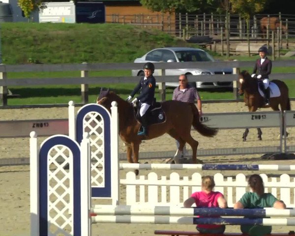 jumper Orchid's Dyland (New Forest Pony, 2004, from Kantje's Carlando)