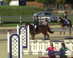jumper Orchid's Dyland (New Forest Pony, 2004, from Kantje's Carlando)