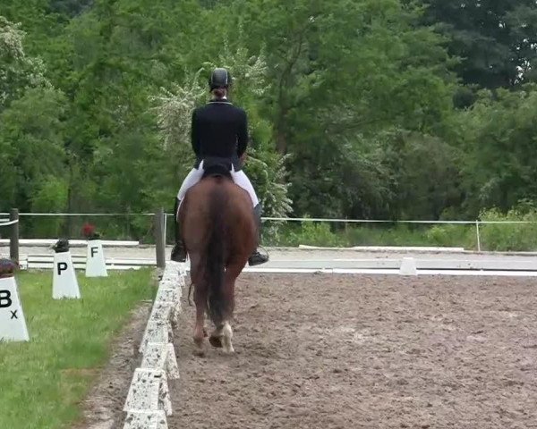 broodmare Felina 163 (Rhinelander, 2008, from Flatley 2)