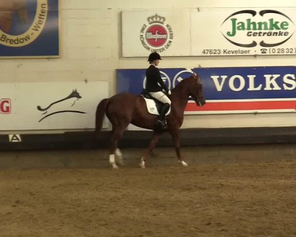 Dressurpferd Don Ed Bo (Rheinländer, 2005, von Don Laurie 143 FIN)