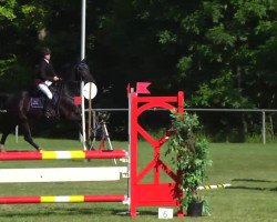 Jumper Le Bonheur (Rheinländer, 2006, from Lord Lancer)