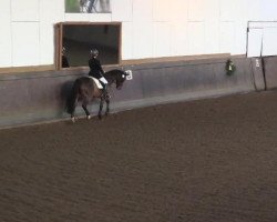 dressage horse Leo B (Rhinelander, 2004, from Leardo)