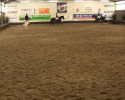 dressage horse Roncalli 128 (Rhinelander, 2005, from Röwer BE)