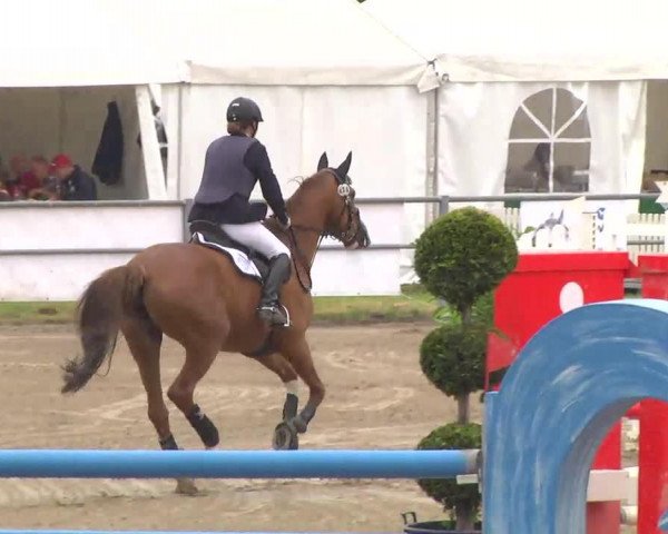 Springpferd Daquina (Rheinländer, 2003, von Don Aqui)