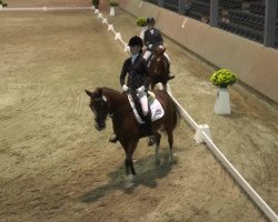 dressage horse Chiara (German Riding Pony, 2002, from FS Champion de Luxe)
