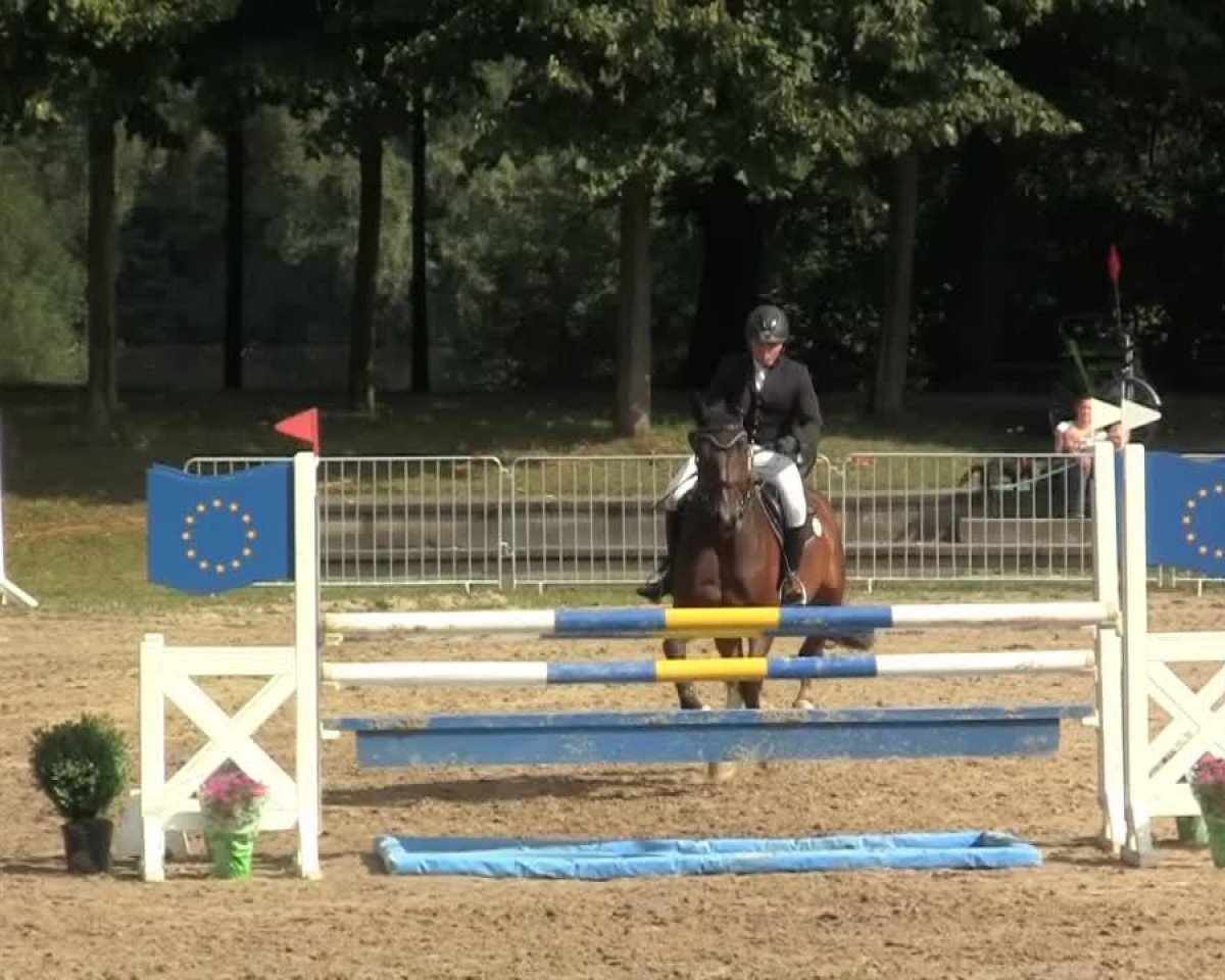 Cavallo da salto Chamonix W (Renano, 2007, di Collin L)