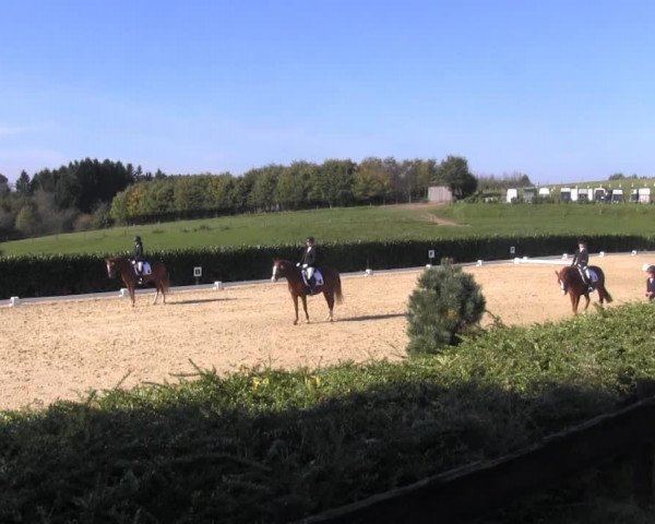 dressage horse Däniken (German Riding Pony, 2001, from Dornik B)