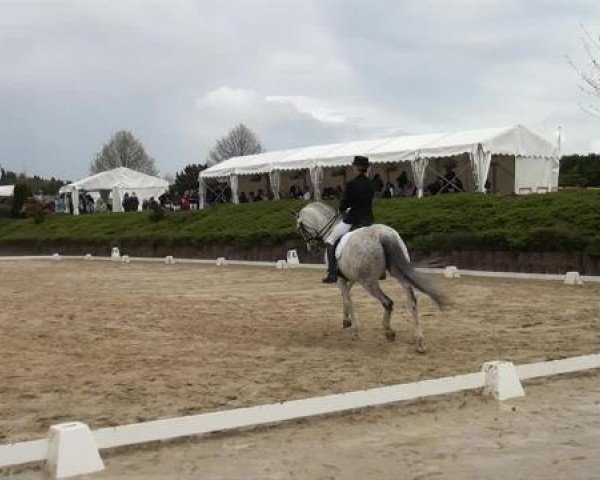 Dressurpferd Romance (Rheinländer, 2005, von Bravucon S.T.)