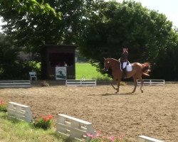 dressage horse Rasmus 126 (Rhinelander, 2001, from Rubiloh)