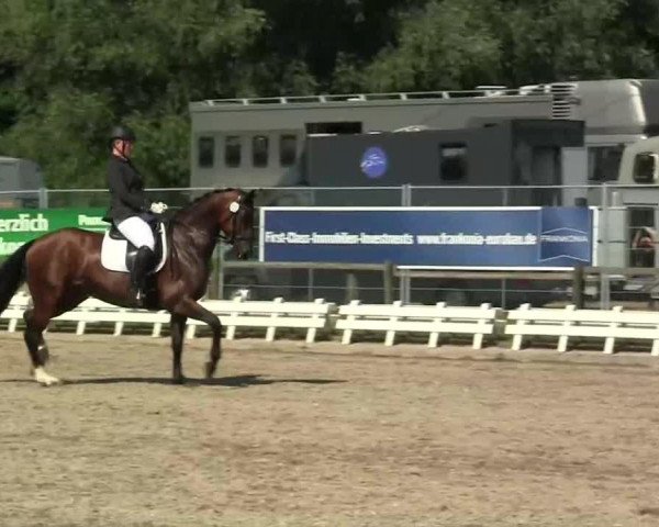 dressage horse Revana 4 (Rhinelander, 2003, from Royal Diamond) dressage horse Revana 4 (Rhinelander, 2003, from Royal Diamond)