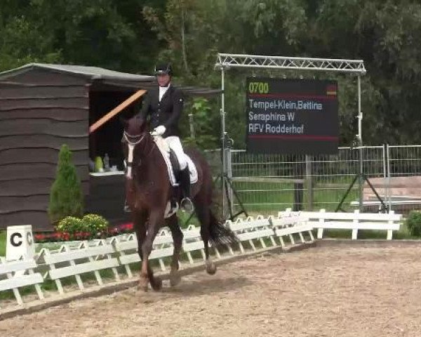 Zuchtstute Seraphina W (Rheinländer, 2008, von Sir Donnerhall I)