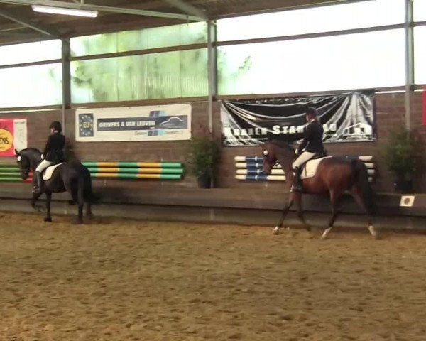 dressage horse Lord Louis 5 (German Riding Pony, 2004, from Leuns Veld's Lord) dressage horse Lord Louis 5 (German Riding Pony, 2004, from Leuns Veld's Lord)