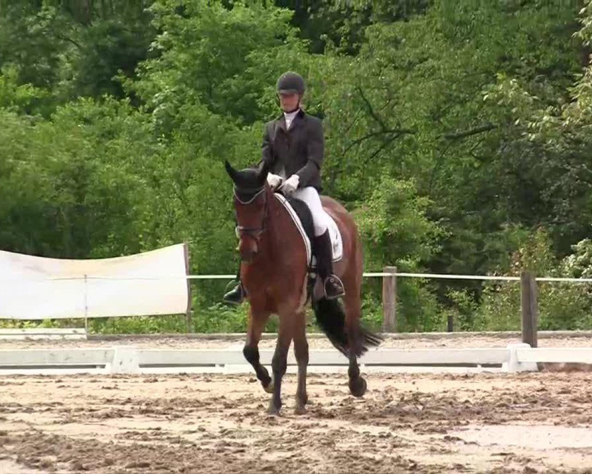 dressage horse Fair Lady 360 (Rhinelander, 2007, from Floribot)