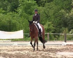 Dressurpferd Fair Lady 360 (Rheinländer, 2007, von Floribot)