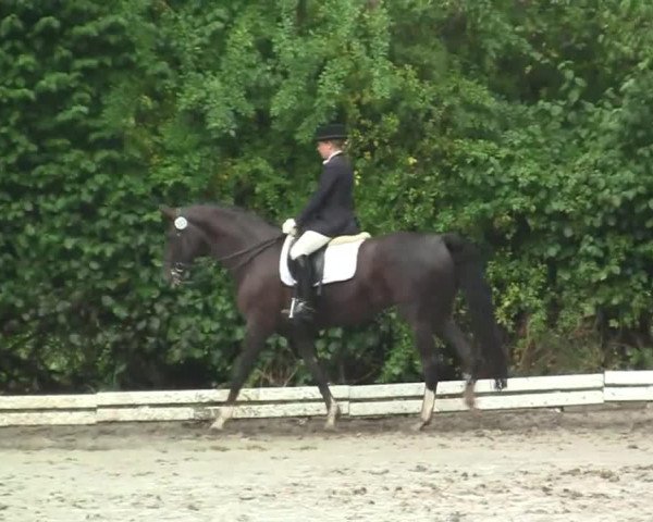 dressage horse Florina M (Rhinelander, 2002, from Fidermark)