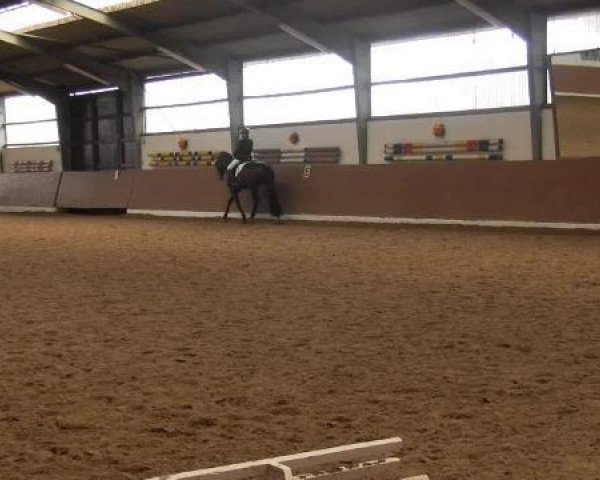 Deckhengst Dornik's Dream Boy (Deutsches Reitpony, 2007, von Dornik B)