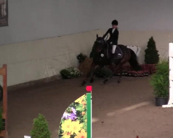 jumper Magic Touch 23 (German Riding Pony, 2003, from Monte Verdi)