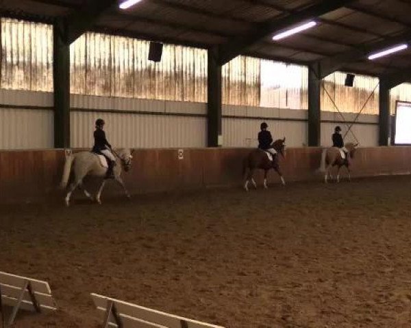 dressage horse T.J.Mo (German Riding Pony, 2000, from Durello)