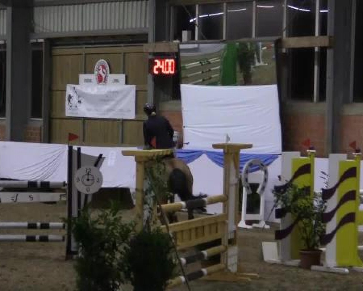 jumper Plan B (Westphalian, 2002, from Pavarotti van de Helle)