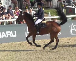 jumper High Fly Hh (Westphalian, 2006, from Holland)