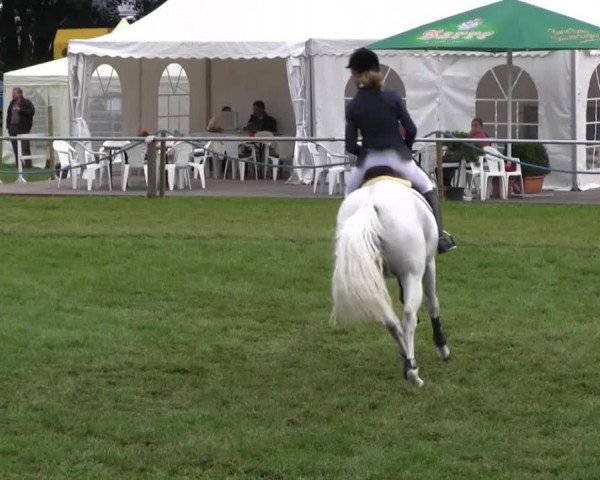 jumper Quite Affair (Westphalian, 2006, from Quite Capitol)