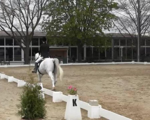 dressage horse Almost Gipsy (Westphalian, 2000, from Abano)