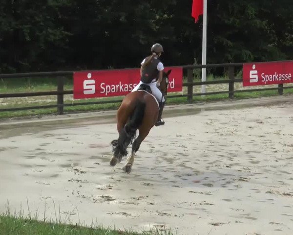 Springpferd Cherrylady (Westfale, 2006, von Casaretto)