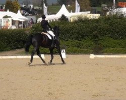 dressage horse Flash Dancer (Westphalian, 2006, from Florubin)
