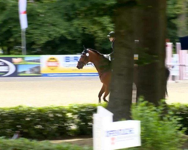 jumper Crown Topas (Westphalian, 2007, from Crown Z) jumper Crown Topas (Westphalian, 2007, from Crown Z)