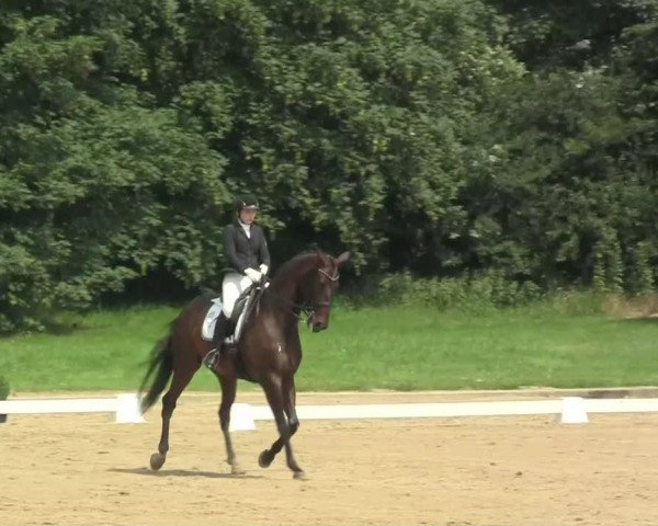 dressage horse Fabre Fandango (Westphalian, 2003, from Fabre Facio)
