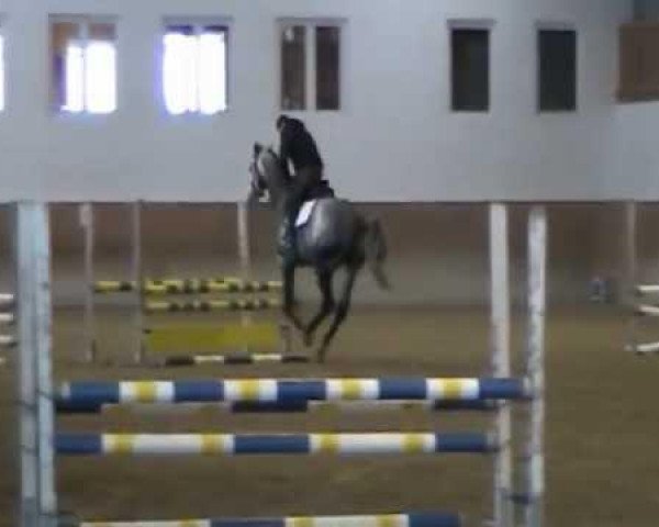 Springpferd Celensky (Westfale, 2008, von Cevin Costner)