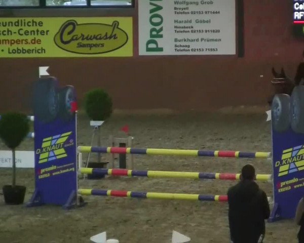 jumper Celine (Westphalian, 2002, from Cordino)