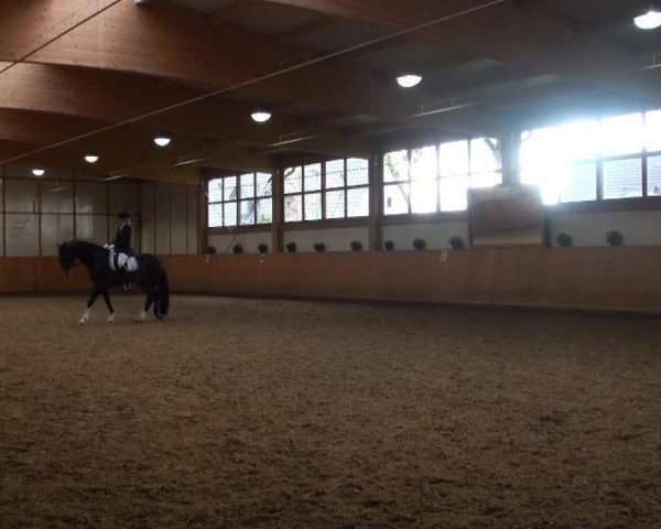 dressage horse Reinstein (Westphalian, 2001, from Rilke) dressage horse Reinstein (Westphalian, 2001, from Rilke)