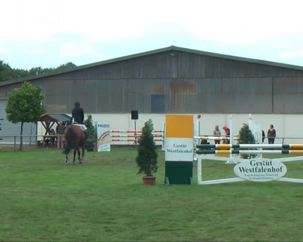Zuchtstute Magna Charta K (Westfale, 2003, von Monsieur AA)