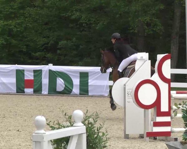 horse Chicoletto 10 (Westphalian, 2005, from Cayetano L)